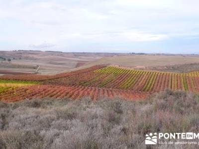 Enología en Rioja - Senderismo Camino de Santiago; senderismo en leon